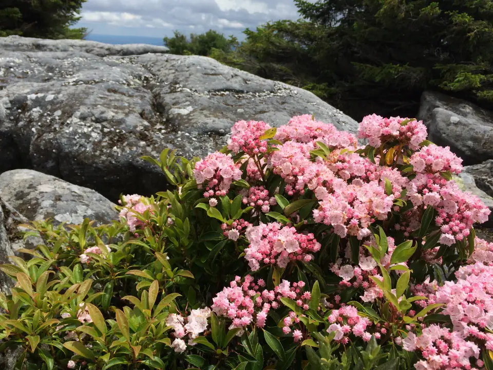 Pink mountain laurel blossoms among gray rocks and evergreen trees.
